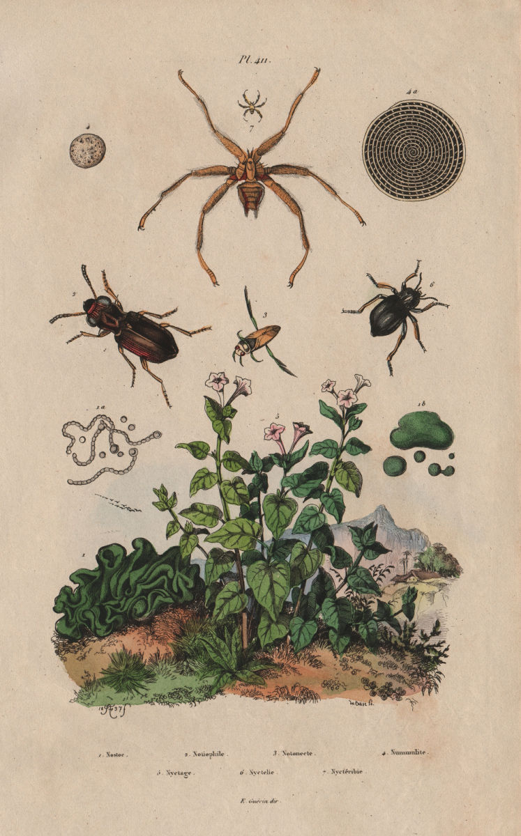 Notiophilus.Backswimmer.Nyctage.Mirabilis nyctaginea.Nycteribiidae/bat fly 1833